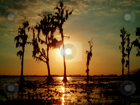 To use this stock image in your creative project, please select the size you need over to the right and click the "Add to Cart" button.
Your downloaded image will come with the Cutcaster watermark removed so don’t worry about the watermark you see on this page. Through the Trees stock photo, Silhouettes of trees and a lake at sunset by Lucy Clark