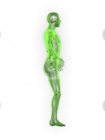 To use this stock image in your creative project, please select the size you need over to the right and click the "Add to Cart" button.
Your downloaded image will come with the Cutcaster watermark removed so don’t worry about the watermark you see on this page. X-ray of man 3d side view green stock photo, X-ray of man 3d side view green on white background by John Teeter