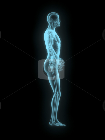 To use this stock image in your creative project, please select the size you need over to the right and click the "Add to Cart" button.
Your downloaded image will come with the Cutcaster watermark removed so don’t worry about the watermark you see on this page. X-ray of man 3d side view blue on black background stock photo, X-ray of man 3d side view blue on black background by John Teeter