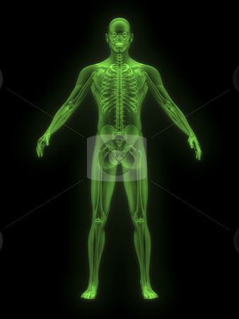 To use this stock image in your creative project, please select the size you need over to the right and click the "Add to Cart" button.
Your downloaded image will come with the Cutcaster watermark removed so don’t worry about the watermark you see on this page. X-ray of man green front stock photo, X-ray of man green. front view on black background by John Teeter