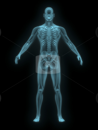 To use this stock image in your creative project, please select the size you need over to the right and click the "Add to Cart" button.
Your downloaded image will come with the Cutcaster watermark removed so don’t worry about the watermark you see on this page. X-ray of man blue. front view. stock photo, X-ray of man blue. front view on black background by John Teeter