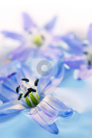 To use this stock image in your creative project, please select the size you need over to the right and click the "Add to Cart" button.
Your downloaded image will come with the Cutcaster watermark removed so don’t worry about the watermark you see on this page. Floating flowers stock photo, Extreme macro image of blue flowers floating in water by Elena Elisseeva