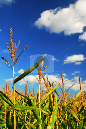 To use this stock image in your creative project, please select the size you need over to the right and click the "Add to Cart" button.
Your downloaded image will come with the Cutcaster watermark removed so don’t worry about the watermark you see on this page. Corn field stock photo, Corn growing in a farm field under bright blue sky by Elena Elisseeva