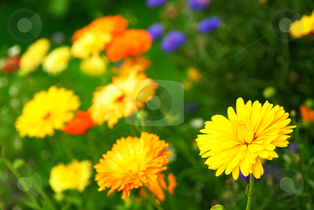 To use this stock image in your creative project, please select the size you need over to the right and click the "Add to Cart" button.
Your downloaded image will come with the Cutcaster watermark removed so don’t worry about the watermark you see on this page. Flower background stock photo, Background of colorful mixed flowers growing in a garden by Elena Elisseeva