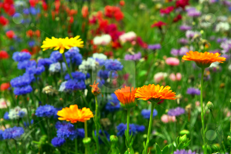 To use this stock image in your creative project, please select the size you need over to the right and click the "Add to Cart" button.
Your downloaded image will come with the Cutcaster watermark removed so don’t worry about the watermark you see on this page. Flower background stock photo, Background of colorful mixed flowers growing in a garden by Elena Elisseeva