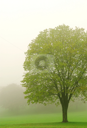 To use this stock image in your creative project, please select the size you need over to the right and click the "Add to Cart" button.
Your downloaded image will come with the Cutcaster watermark removed so don’t worry about the watermark you see on this page. Tree in fog stock photo, Spring lush green tree in a fog by Elena Elisseeva