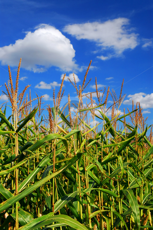 To use this stock image in your creative project, please select the size you need over to the right and click the "Add to Cart" button.
Your downloaded image will come with the Cutcaster watermark removed so don’t worry about the watermark you see on this page. Corn field stock photo, Farm field with growing corn under blue sky by Elena Elisseeva