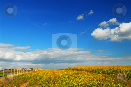 To use this stock image in your creative project, please select the size you need over to the right and click the "Add to Cart" button.
Your downloaded image will come with the Cutcaster watermark removed so don’t worry about the watermark you see on this page. Corn and soya fields stock photo, Farm fields on soybeans and corn under blue sky by Elena Elisseeva