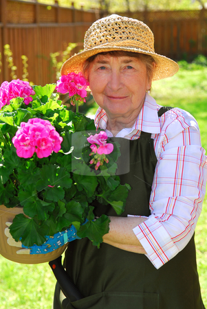 To use this stock image in your creative project, please select the size you need over to the right and click the "Add to Cart" button.
Your downloaded image will come with the Cutcaster watermark removed so don’t worry about the watermark you see on this page. Senior woman gardening stock photo, Senior woman holding a pot with flowers in her garden by Elena Elisseeva
