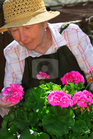 To use this stock image in your creative project, please select the size you need over to the right and click the "Add to Cart" button.
Your downloaded image will come with the Cutcaster watermark removed so don’t worry about the watermark you see on this page. Senior woman gardening stock photo, Senior woman with a pot of geranuim flowers in her garden, focus on flowers by Elena Elisseeva