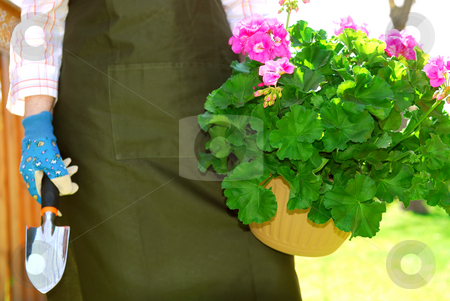 To use this stock image in your creative project, please select the size you need over to the right and click the "Add to Cart" button.
Your downloaded image will come with the Cutcaster watermark removed so don’t worry about the watermark you see on this page. Gardening stock photo, Woman in gardening apron carrying pot with geraniums by Elena Elisseeva
