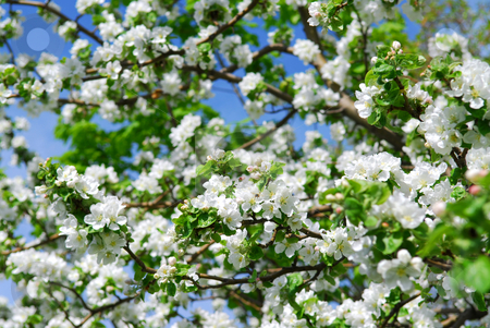 To use this stock image in your creative project, please select the size you need over to the right and click the "Add to Cart" button.
Your downloaded image will come with the Cutcaster watermark removed so don’t worry about the watermark you see on this page. Apple blossom stock photo, Abundant white blossom of an apple tree in a spring orchard by Elena Elisseeva