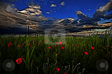 To use this stock image in your creative project, please select the size you need over to the right and click the "Add to Cart" button.
Your downloaded image will come with the Cutcaster watermark removed so don’t worry about the watermark you see on this page. ... a windy field stock photo, by emiliano beltrani