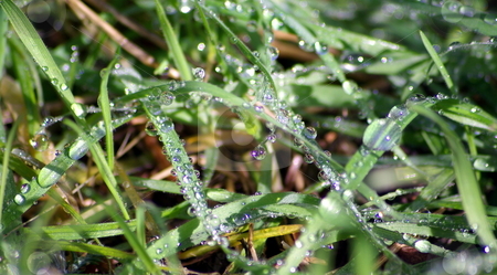 To use this stock image in your creative project, please select the size you need over to the right and click the "Add to Cart" button.
Your downloaded image will come with the Cutcaster watermark removed so don’t worry about the watermark you see on this page. Water Drops On Grass stock photo, Water droplets glistoning in the sun on blades of grass. by Lynn Bendickson