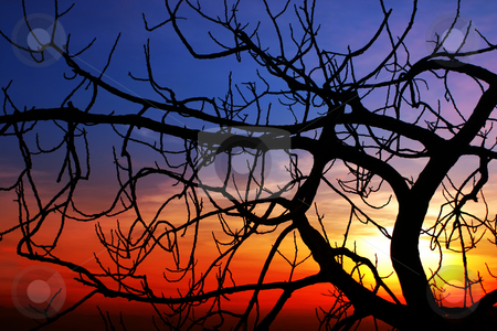 To use this stock image in your creative project, please select the size you need over to the right and click the "Add to Cart" button.
Your downloaded image will come with the Cutcaster watermark removed so don’t worry about the watermark you see on this page. Fig at sunset stock photo, A brenched fig is standing against the sunset. The black brenhces creates an intricated dark pattern by Dario Rota
