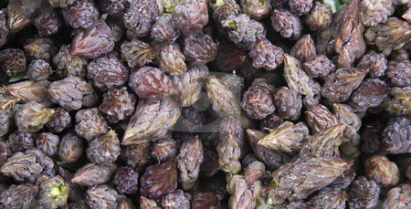 To use this stock image in your creative project, please select the size you need over to the right and click the "Add to Cart" button.
Your downloaded image will come with the Cutcaster watermark removed so don’t worry about the watermark you see on this page. Asparagus Tops stock photo, Bunch of Purple Asparagus Tops by Scott Griessel
