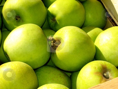 To use this stock image in your creative project, please select the size you need over to the right and click the "Add to Cart" button.
Your downloaded image will come with the Cutcaster watermark removed so don’t worry about the watermark you see on this page. Green apples stock photo, by Wolfgang Heidasch