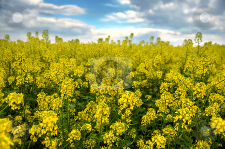 To use this stock image in your creative project, please select the size you need over to the right and click the "Add to Cart" button.
Your downloaded image will come with the Cutcaster watermark removed so don’t worry about the watermark you see on this page. Spring landscape and the cloudy sky. A yellow field. stock photo, Spring landscape and the cloudy sky. A yellow field. by krasyuk