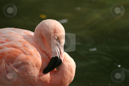 To use this stock image in your creative project, please select the size you need over to the right and click the "Add to Cart" button.
Your downloaded image will come with the Cutcaster watermark removed so don’t worry about the watermark you see on this page. Flamingo stock photo, A Pink Flamingo in front of water by Lucy Clark