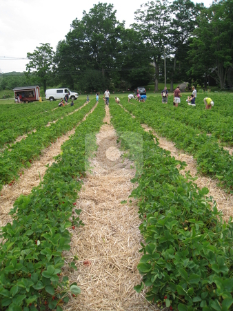 To use this stock image in your creative project, please select the size you need over to the right and click the "Add to Cart" button.
Your downloaded image will come with the Cutcaster watermark removed so don’t worry about the watermark you see on this page. Strawberry Field stock photo, Strawberry Field in Connecticut by Ritu Jethani