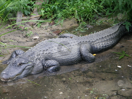 To use this stock image in your creative project, please select the size you need over to the right and click the "Add to Cart" button.
Your downloaded image will come with the Cutcaster watermark removed so don’t worry about the watermark you see on this page. Alligator stock photo, Alligator in the Wild by Ritu Jethani