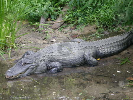 To use this stock image in your creative project, please select the size you need over to the right and click the "Add to Cart" button.
Your downloaded image will come with the Cutcaster watermark removed so don’t worry about the watermark you see on this page. Alligator stock photo, Alligator in the Wild by Ritu Jethani