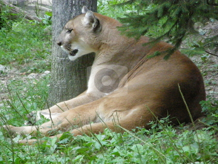 To use this stock image in your creative project, please select the size you need over to the right and click the "Add to Cart" button.
Your downloaded image will come with the Cutcaster watermark removed so don’t worry about the watermark you see on this page. Puma stock photo, Puma in the Wild by Ritu Jethani