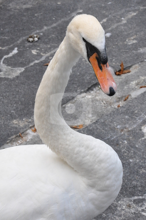 To use this stock image in your creative project, please select the size you need over to the right and click the "Add to Cart" button.
Your downloaded image will come with the Cutcaster watermark removed so don’t worry about the watermark you see on this page. Swan stock photo, Elegant Swan by Ritu Jethani