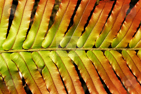 To use this stock image in your creative project, please select the size you need over to the right and click the "Add to Cart" button.
Your downloaded image will come with the Cutcaster watermark removed so don’t worry about the watermark you see on this page. Native fern stock photo, Detailed view of fern fronds from the New Zealand forests by josefstuefer
