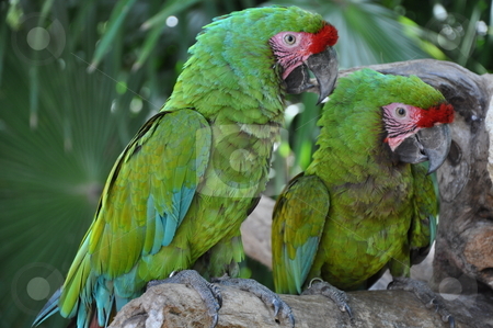 To use this stock image in your creative project, please select the size you need over to the right and click the "Add to Cart" button.
Your downloaded image will come with the Cutcaster watermark removed so don’t worry about the watermark you see on this page. Parrots stock photo, Green Parrots by Ritu Jethani