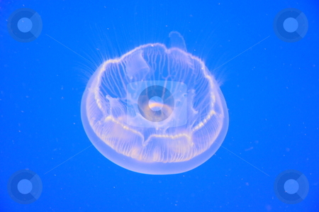 To use this stock image in your creative project, please select the size you need over to the right and click the "Add to Cart" button.
Your downloaded image will come with the Cutcaster watermark removed so don’t worry about the watermark you see on this page. Jellyfish stock photo, Jellyfish Underwater by Ritu Jethani