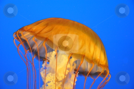 To use this stock image in your creative project, please select the size you need over to the right and click the "Add to Cart" button.
Your downloaded image will come with the Cutcaster watermark removed so don’t worry about the watermark you see on this page. Jellyfish stock photo, Jellyfish Underwater by Ritu Jethani