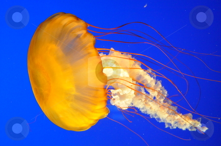 To use this stock image in your creative project, please select the size you need over to the right and click the "Add to Cart" button.
Your downloaded image will come with the Cutcaster watermark removed so don’t worry about the watermark you see on this page. Jellyfish stock photo, Jellyfish Underwater by Ritu Jethani