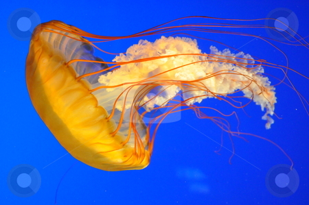 To use this stock image in your creative project, please select the size you need over to the right and click the "Add to Cart" button.
Your downloaded image will come with the Cutcaster watermark removed so don’t worry about the watermark you see on this page. Jellyfish stock photo, Jellyfish Underwater by Ritu Jethani