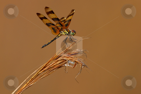 To use this stock image in your creative project, please select the size you need over to the right and click the "Add to Cart" button.
Your downloaded image will come with the Cutcaster watermark removed so don’t worry about the watermark you see on this page. Halloween Pennant (Celithemis eponina) stock photo, Halloween Pennant resting on reeds against copper background. by Glenn Price