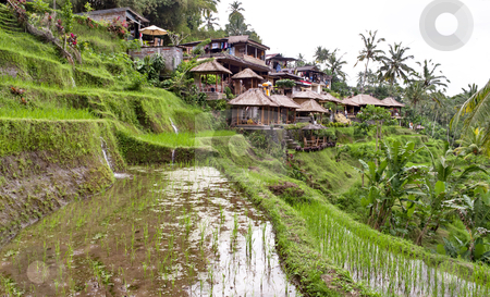 To use this stock image in your creative project, please select the size you need over to the right and click the "Add to Cart" button.
Your downloaded image will come with the Cutcaster watermark removed so don’t worry about the watermark you see on this page. Indonesian rural village stock photo, Indonesian rural village with rice plantation by Alberto Rigamonti