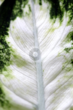 To use this stock image in your creative project, please select the size you need over to the right and click the "Add to Cart" button.
Your downloaded image will come with the Cutcaster watermark removed so don’t worry about the watermark you see on this page. Camille leaf stock photo, close up macro of a white and green camille leaf by Henrik Lehnerer