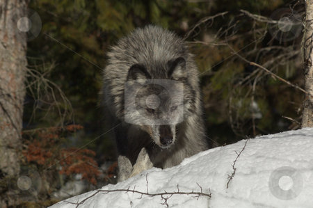 To use this stock image in your creative project, please select the size you need over to the right and click the "Add to Cart" button.
Your downloaded image will come with the Cutcaster watermark removed so don’t worry about the watermark you see on this page. Female Gray Wolf stock photo, A female gray wolf in snow during winter by Dave Parker