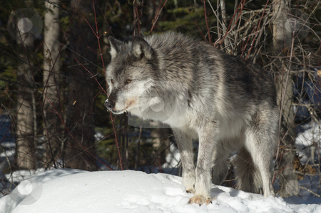 To use this stock image in your creative project, please select the size you need over to the right and click the "Add to Cart" button.
Your downloaded image will come with the Cutcaster watermark removed so don’t worry about the watermark you see on this page. Female Gray Wolf stock photo, A female gray wolf in snow during winter by Dave Parker