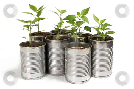 Chilli Plants In Tin Pots Stock Photo Chilli Plants In Tin Pots