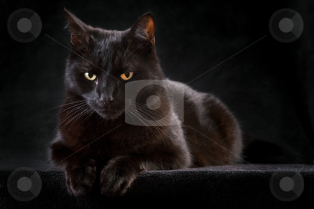 To use this stock image in your creative project, please select the size you need over to the right and click the "Add to Cart" button.
Your downloaded image will come with the Cutcaster watermark removed so don’t worry about the watermark you see on this page. Black cat stock photo, black cat domestic animal with beautiful eyes concept for animal friendship or spooky horror halloween by Dirk Ercken