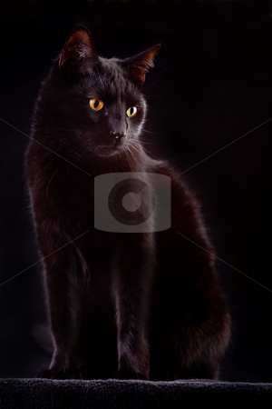To use this stock image in your creative project, please select the size you need over to the right and click the "Add to Cart" button.
Your downloaded image will come with the Cutcaster watermark removed so don’t worry about the watermark you see on this page. Black cat stock photo, black cat domestic animal with beautiful eyes concept for animal friendship or spooky horror halloween bad luck by Dirk Ercken