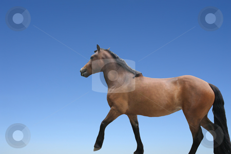 To use this stock image in your creative project, please select the size you need over to the right and click the "Add to Cart" button.
Your downloaded image will come with the Cutcaster watermark removed so don’t worry about the watermark you see on this page. Horse isolated stock photo, horse isolated on blue background - domestic animals by Stelian Ion