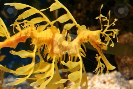 To use this stock image in your creative project, please select the size you need over to the right and click the "Add to Cart" button.
Your downloaded image will come with the Cutcaster watermark removed so don’t worry about the watermark you see on this page. Aquarium stock photo, rich, vibrant color into the marine aquarium by Stelian Ion