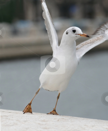 To use this stock image in your creative project, please select the size you need over to the right and click the "Add to Cart" button.
Your downloaded image will come with the Cutcaster watermark removed so don’t worry about the watermark you see on this page. Seagull stock photo, As a magical seagull, flap your wings and fly by Stelian Ion