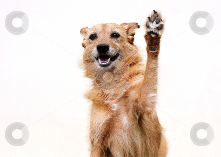 To use this stock image in your creative project, please select the size you need over to the right and click the "Add to Cart" button.
Your downloaded image will come with the Cutcaster watermark removed so don’t worry about the watermark you see on this page. Dog doing high five stock photo, Cute scruffy terrier dog with her paw raised doing high five by suemack