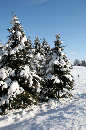 To use this stock image in your creative project, please select the size you need over to the right and click the "Add to Cart" button.
Your downloaded image will come with the Cutcaster watermark removed so don’t worry about the watermark you see on this page. Rural Snowy Evergreens stock photo, A group of snow covered evergreens shot in the countryside. by Chris Hill