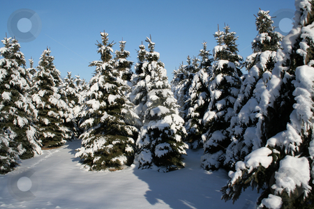To use this stock image in your creative project, please select the size you need over to the right and click the "Add to Cart" button.
Your downloaded image will come with the Cutcaster watermark removed so don’t worry about the watermark you see on this page. Snowy Evergreens stock photo, A bunch of snowy evergreens.
by Chris Hill