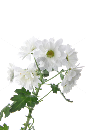 To use this stock image in your creative project, please select the size you need over to the right and click the "Add to Cart" button.
Your downloaded image will come with the Cutcaster watermark removed so don’t worry about the watermark you see on this page. Chrysanthemum stock photo, White chrysanthemum isolated on white background by Piotr_Marcinski
