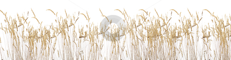 To use this stock image in your creative project, please select the size you need over to the right and click the "Add to Cart" button.
Your downloaded image will come with the Cutcaster watermark removed so don’t worry about the watermark you see on this page. Late summer grass stock photo, Late summer grass isolated onr white background by Piotr_Marcinski